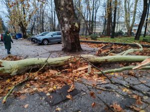 Snažan vjetar u Bihaću, polomljena stabla i oštećeni saobraćajni znakovi